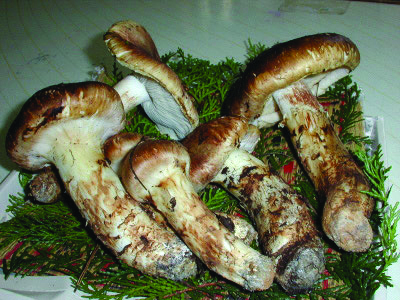 Matsutake Mushrooms is a luxury food item or delicacy you must try