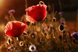 Why Flowers Bloom