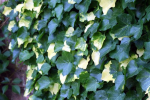 4 Best Houseplants To Improve Air Quality