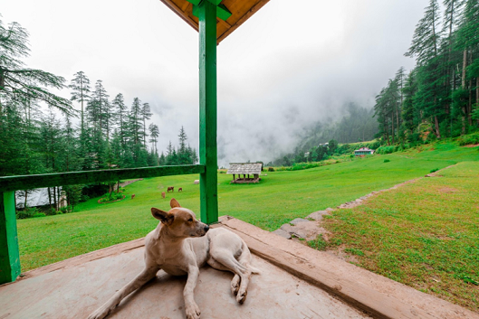 Top Pet Friendly Holiday Destinations in India