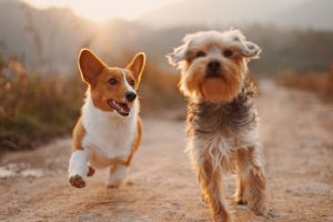 You May Need To Consider Glucosamine for Dogs