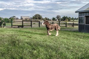 The 2 Tips to Opening a Riding Stable